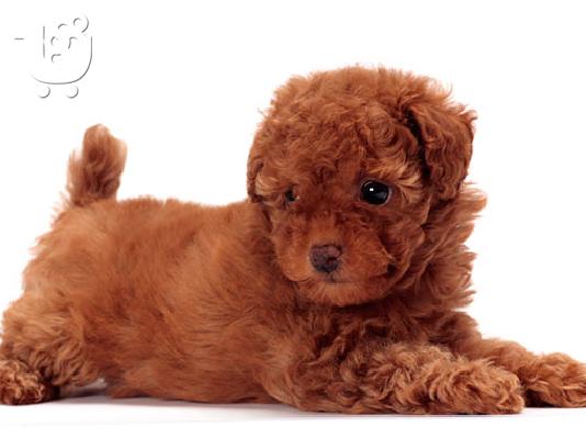 PoulaTo: Poodle apricot toy - Κανίς βερυκοκί τόι